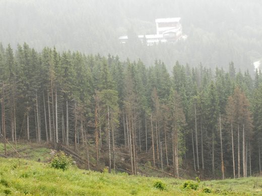 Държавата купува частни гори, но до 30 декара