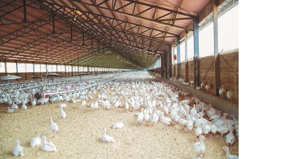 Рязко е намалял броят на българските ферми за производство на бройлери, отчитат от Асоциацията на промишленото птицевъдство
