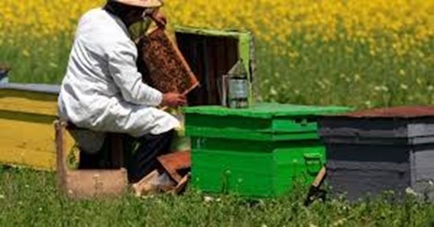 За да се включат навреме в пашата, много пчелари "дресират" пчелите си. За целта преди това ги подхранват със сироп от чист мед. Важното е той да произхожда от същите растения, от които пчелите ще събират нектар.