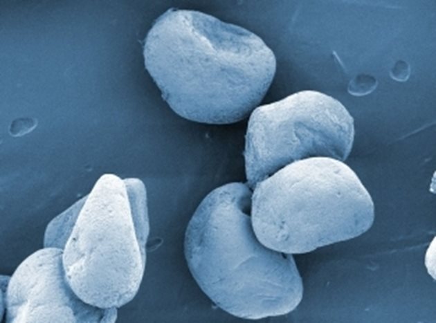 Макрофотография на пясъчни частици, обработени с микробни наночастици, слепени заедно