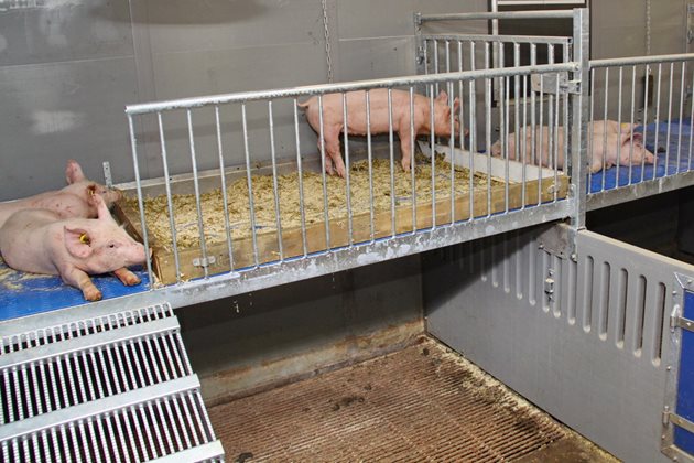Двуетажните помещения са най-благоприятни за отглеждането на свине на възраст от 35-42 до 120 дни
Снимки: VIC Sterksel/Wageningen University&Research