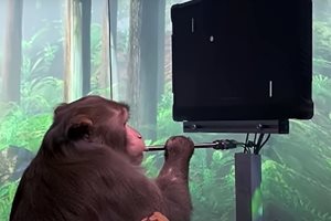 Маймуна с имплантиран мозъчен чип играе видеоигра с ума си.

СНИМКИ: NEURALINK
