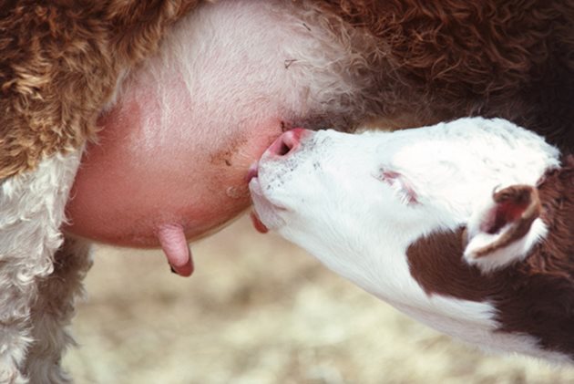 От екологични и физиологични съображения фермерите трябва да се стремят кърмаческият период на телетата да продължава 8-10 седмици