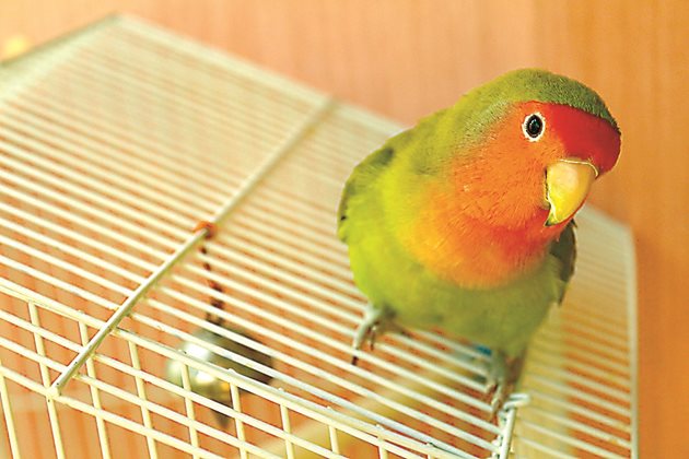 Амазонски папагал