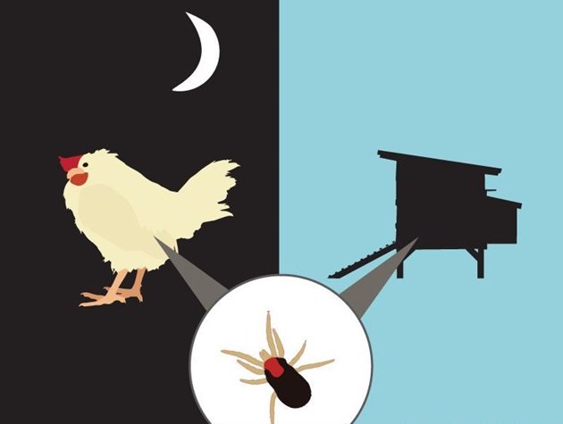 Птиците отказват да се прибират да нощуват в кокошарника, ако той е превзет от кокошинки