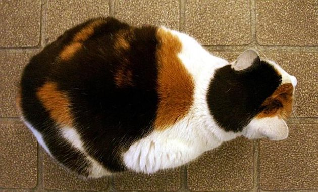 Липсата на талия при котката говори за това, че тя е дебела