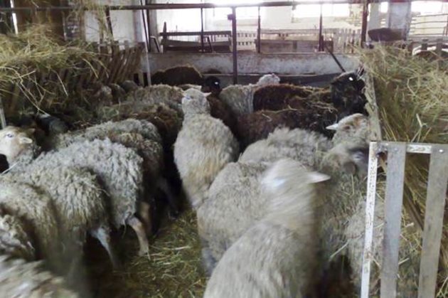 Хранете овцете/козите в помещението по изключение - само при много лошо време