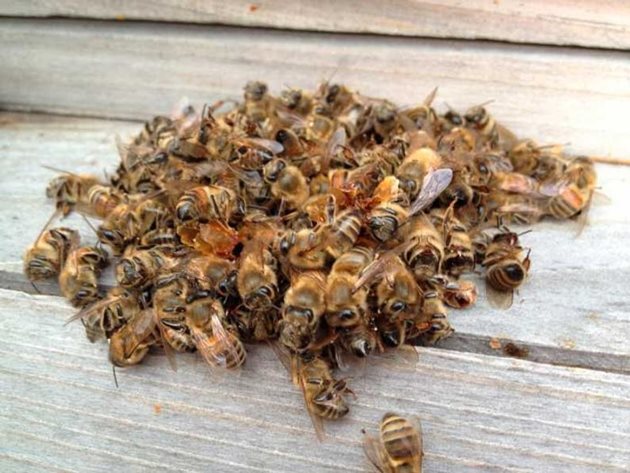 От септицемия есента и зимата боледуват и семейства с големи площи незапечатани зимни запаси, напомнят професионалните пчелари.