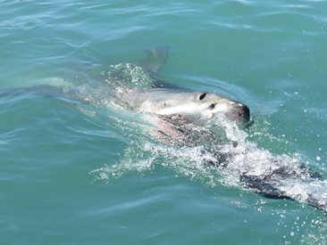 В Австралия издирват сърфист, чието тяло е видяно в устата на акула