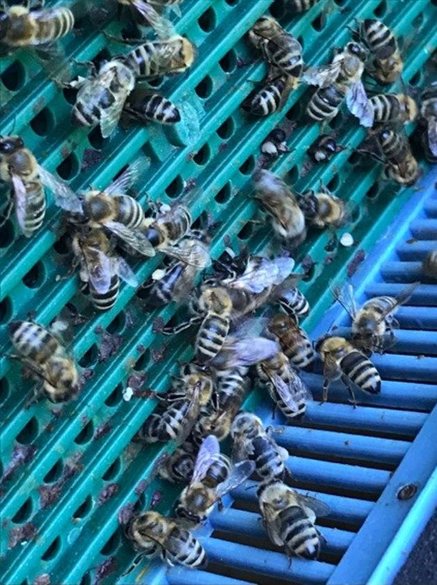 Пчели, влизащи в кошера през дупките на поленовия колектор. Поленовите пелети са "отделени" от задните крака на пчелите и попадат в колекторната кутия под синята решетка, където чакат пчеларя да ги събере по-късно.