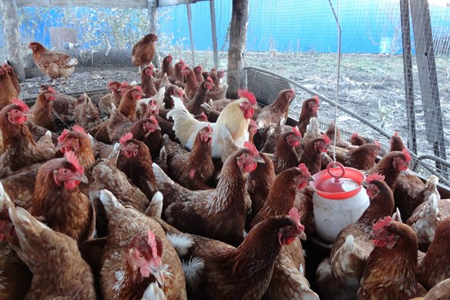 При кокошките носливостта през втората яйценосна година намалява с 15-20 на сто