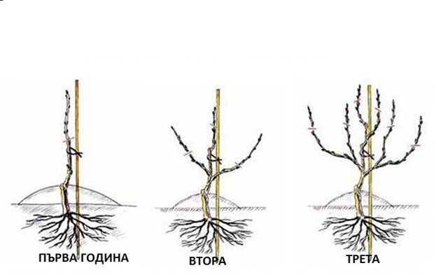 През първата година можете да подрежете цялото главно стебло на лозата до около 60-70 см, видно е какво се прави на втората и третата