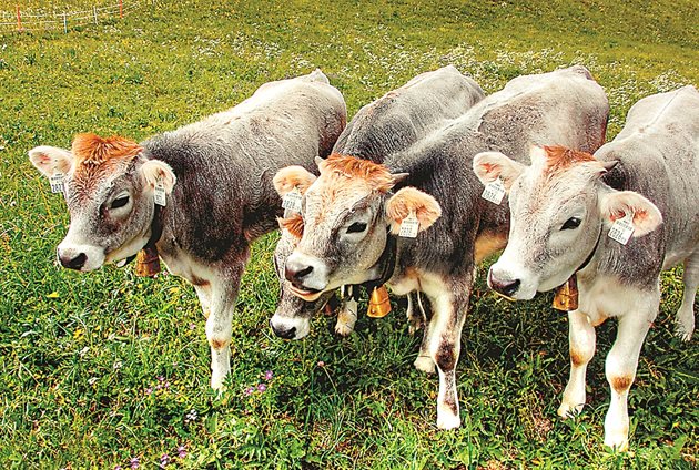 Една крава може да роди близнаци или тризнаци, без някакво външно вмешателство