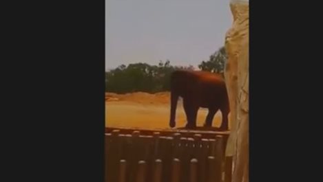 Дете загина в зоопарка в Рабат, след като слон хвърли камък по него (Видео)