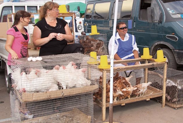 Внимавайте, когато купувате носачки, за да подмладявате стадото. Защото възрастта на кокошката влияе на носливостта.