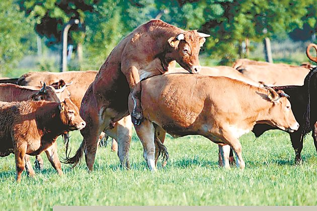 Липсата на полов цикъл е един от важните индикатори, наличието на които би могло да се свърже с липса на икономическа ефективност при отглеждане на кравите.