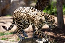 Освен селфи, ухапаното от леопард момиче искало да погали и малките му. Зоопаркът: Всички животни са агресивни тогава