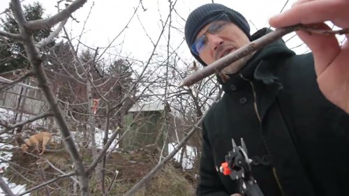 Как се облагородяват дръвчета, калеми (Видео)