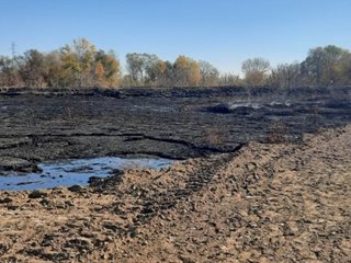 Търсят се милиони, за да превърнат в гора 100 дка с утайки