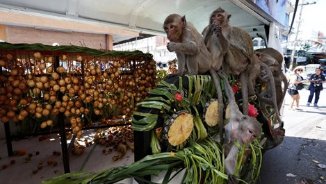 Пиршество за маймуните в Тайланд (снимки, видео)