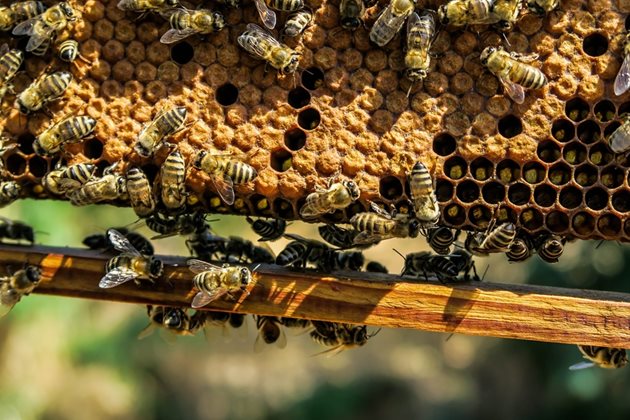 За пчелите прополисът е основен строителен материал. Те произвеждат различени видове прополис, в зависимост от това за какво го използват.
