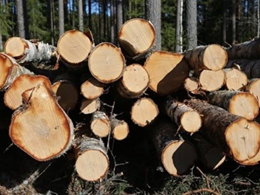 Съд в Германия нареди на Тесла да спре да изсича дървета