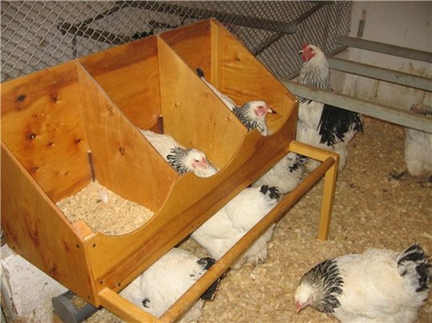 Първото си яйце кокошките Брама снасят на 10-месечна възраст