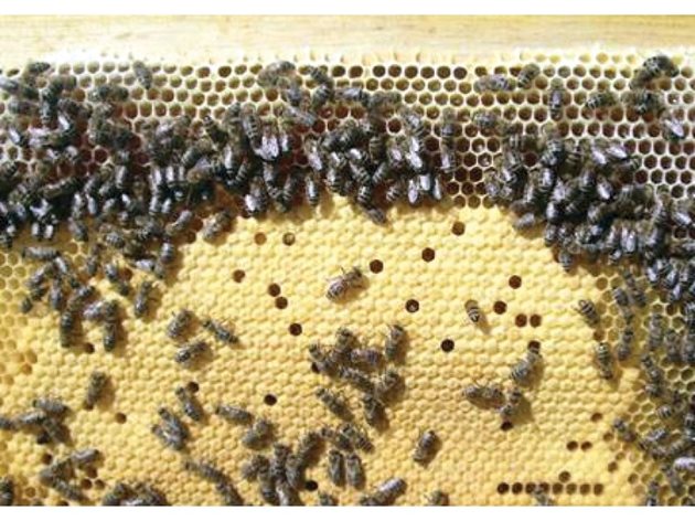Ако пчелите само складират мед, то питите дълго време остават светли, както казват пчеларите “вечно млади”. Ако в тях отглеждат пило, то питите бързо стареят.