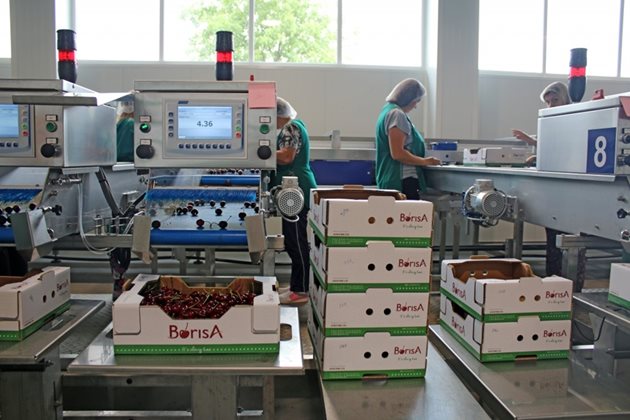 С четирипоточната електронна линия за сортиране на череши "Унитек" в базата за заготвяне и пакетиране на плодове в Исперих са повишили капацитета до 2 т череши на час Снимка: "Агротайм"