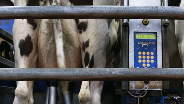 Кравите се доят двукратно в доилна зала с 60 места Снимки:Farm Ireland