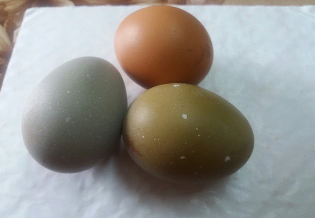 Яйцата, готови за Великден