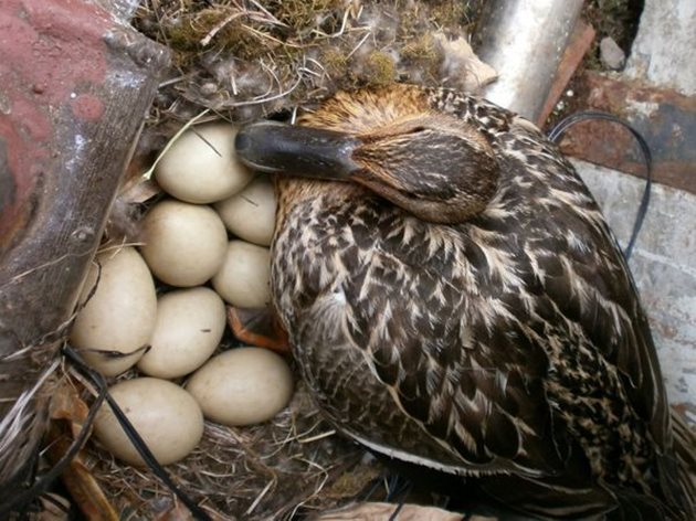 Мътенето на пачите яйца отнема 28-31 дни