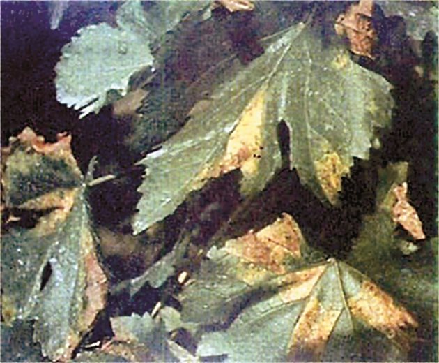 Слънчеви пригори по листа и чепки