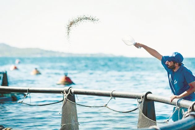 Kefalonia Fisheries, гръцкият производител на лаврак и ципура, е пример за развиващо се биологично производство на аквакултури в ЕС. Източник: thefishsite.com