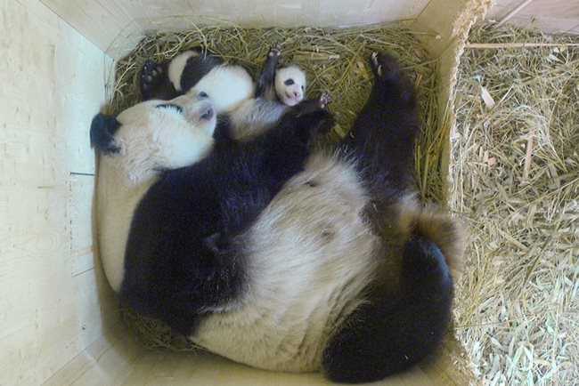 Майка панда с малките си
