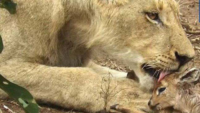 Лъв се грижи за бебе антилопа (Видео)