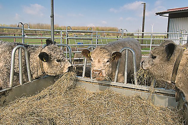 Люцерновото сено за зимата осигурява на лактиращите крави, овце и кози достатъчно количество калций и протеини