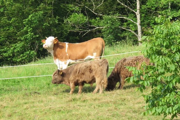По-дребните и леки породи крави спомагат за по-голямото разнообразие на тревния състав на пасищата  Снимка: Agroscope