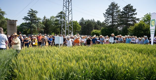 Открит Ден на пшеницата в Кубрат - 2023 г.