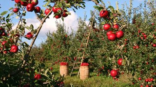 Ябълката – не само вкусна, но и лечебна
