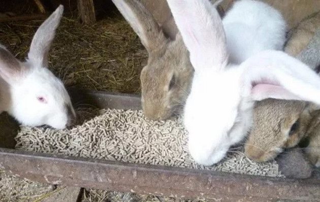 При изхранване на комбиниран фураж на зайците сол не се добавя
