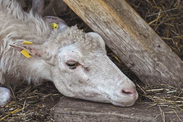 Много често овцете и кочовете страдат от интердигитален дерматит - прилича на изгаряне на меките тъкани на копитото. Среща се при топло, влажно време и влага на пасищата. За да се избегне това заболяване, е необходимо да не пасат на мокри пасища, да се преместят в помещение с твърд под и да се държат в суха кошара.