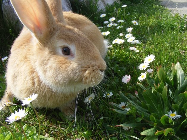 Полезно е да давате глухарчета на зайците си. Но трябва да ги изхранвате внимателно - непременно смесени с друг тревен фураж.