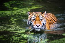 Индонезия търси изчезнал вид тигър в дивата природа