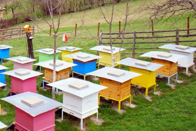 Нагли крадци за втори път задигат пчелни кошери в Пиринско. През последните дни за периода 19 -23 март от частен имот в местността Акациите са изчезнали 5 кошера.