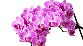 Домашни рецепти срещу неприятелите на орхидеите