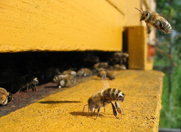 За да се получат 30 кг мед от нектар със захарност 40%, пчелното семейство трябва да преработи 60 кг нектар, от който да изпари 30 кг вода!