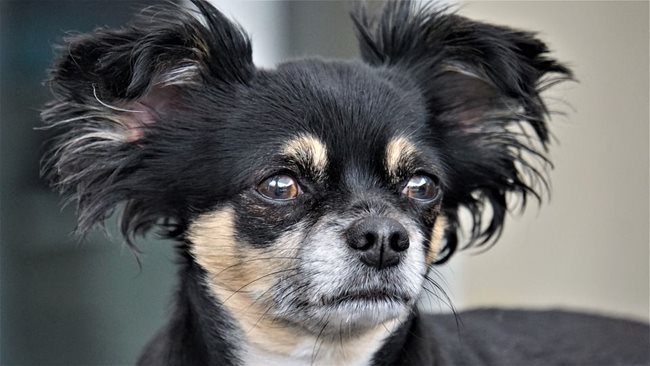 Най-малката порода кучета в света - това са чихуахуа.