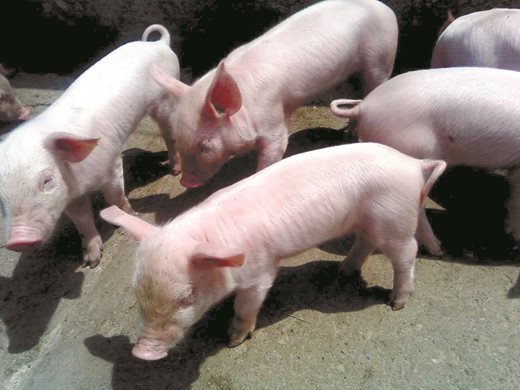 Свиневъдите настояват за спешна среща с премиера и земеделския министър
