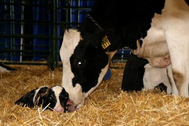 Крава облизва новороденото си теле